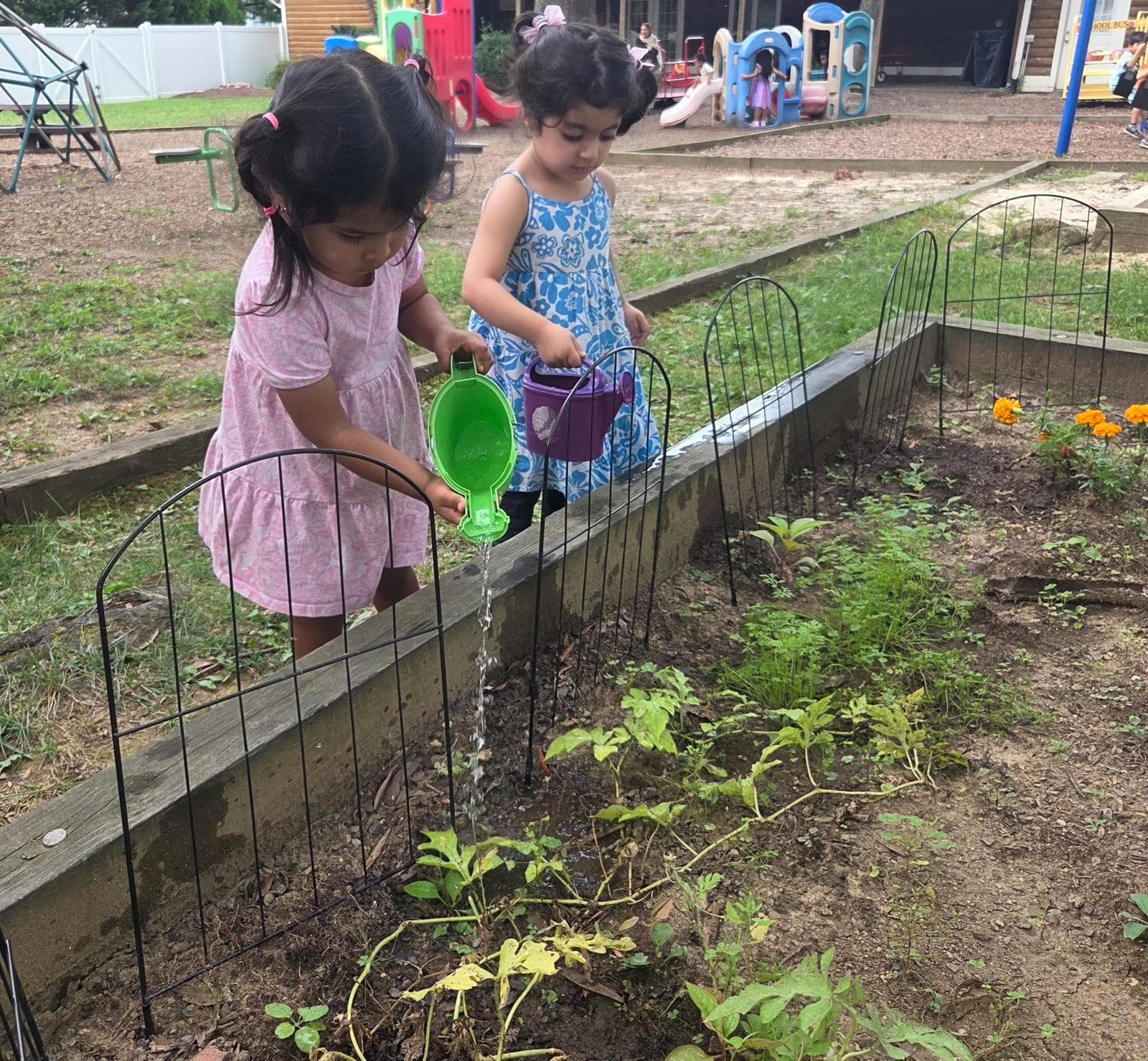 Two children watering the school vegetable garden